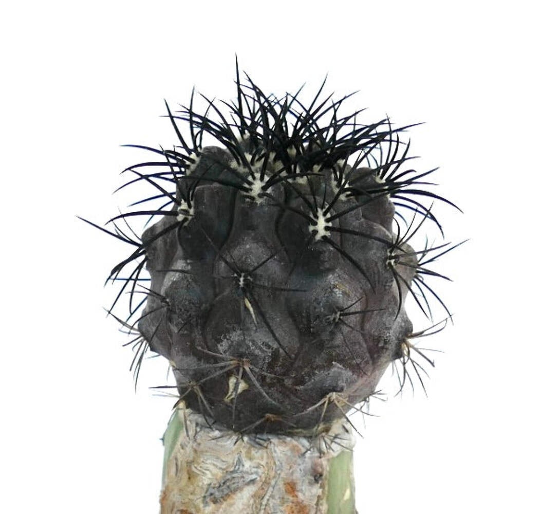 Copiapoa griseoviolacea GRAFTED BLACK SPINES – Copiapoa | Gray violet copiapoa