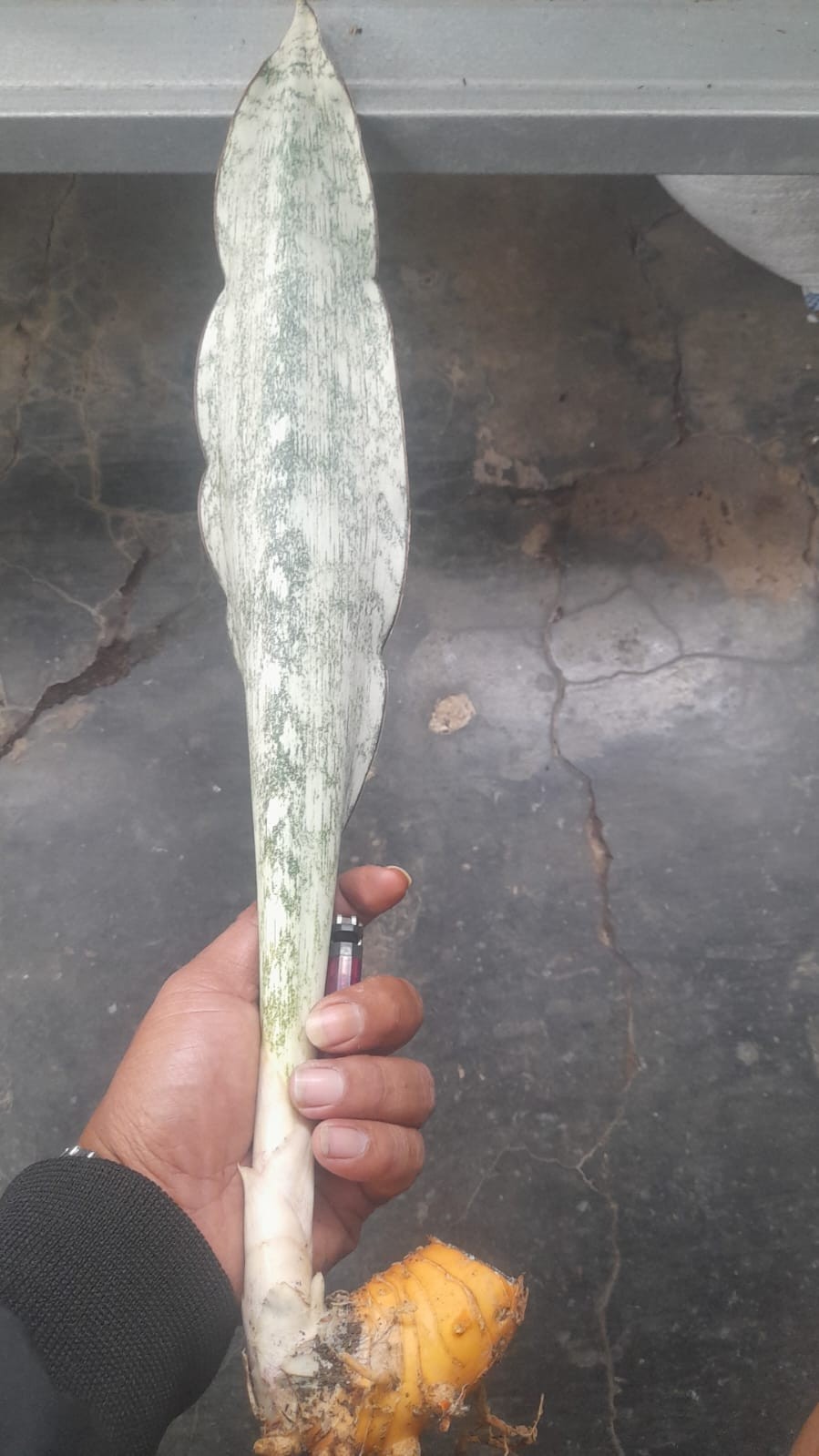Sansevieria Pemba Mozambique Rare Unique Snake Plant