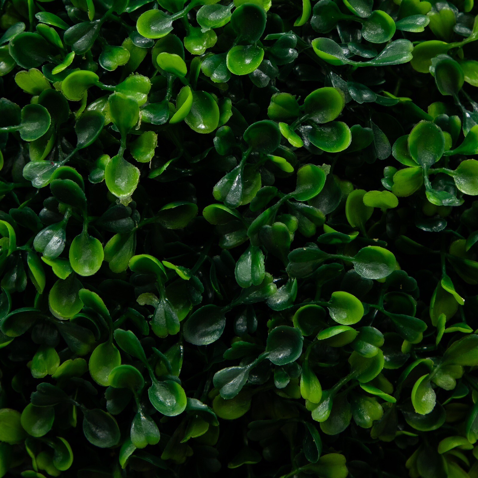 6’ Artificial Boxwood Topiary Triple Ball Tree in Planter UV Indoor/Outdoor
