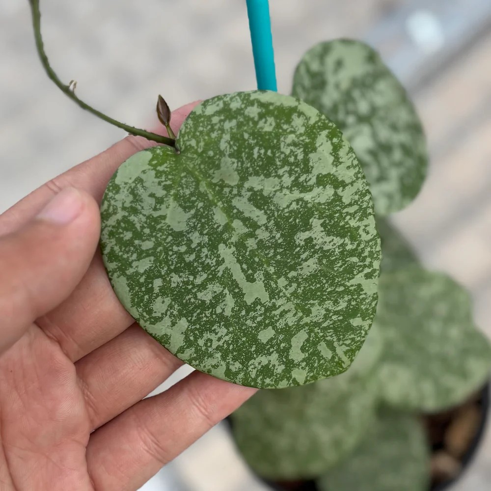 Real Pict Hoya Hoya Cinnamomifolia x Imbricata Variegated Rare Plant