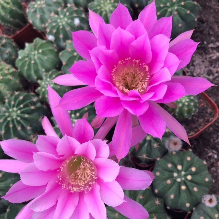 Echinopsis Oxygona Easter Lily Cactus Live Combo Flowering Cactus