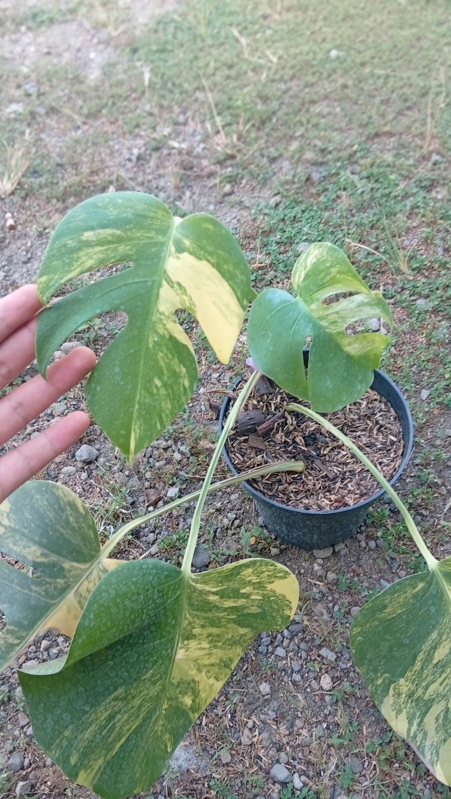 Real Picture Monstera Marmorata Threecolor Variegated 5 Leaves.
