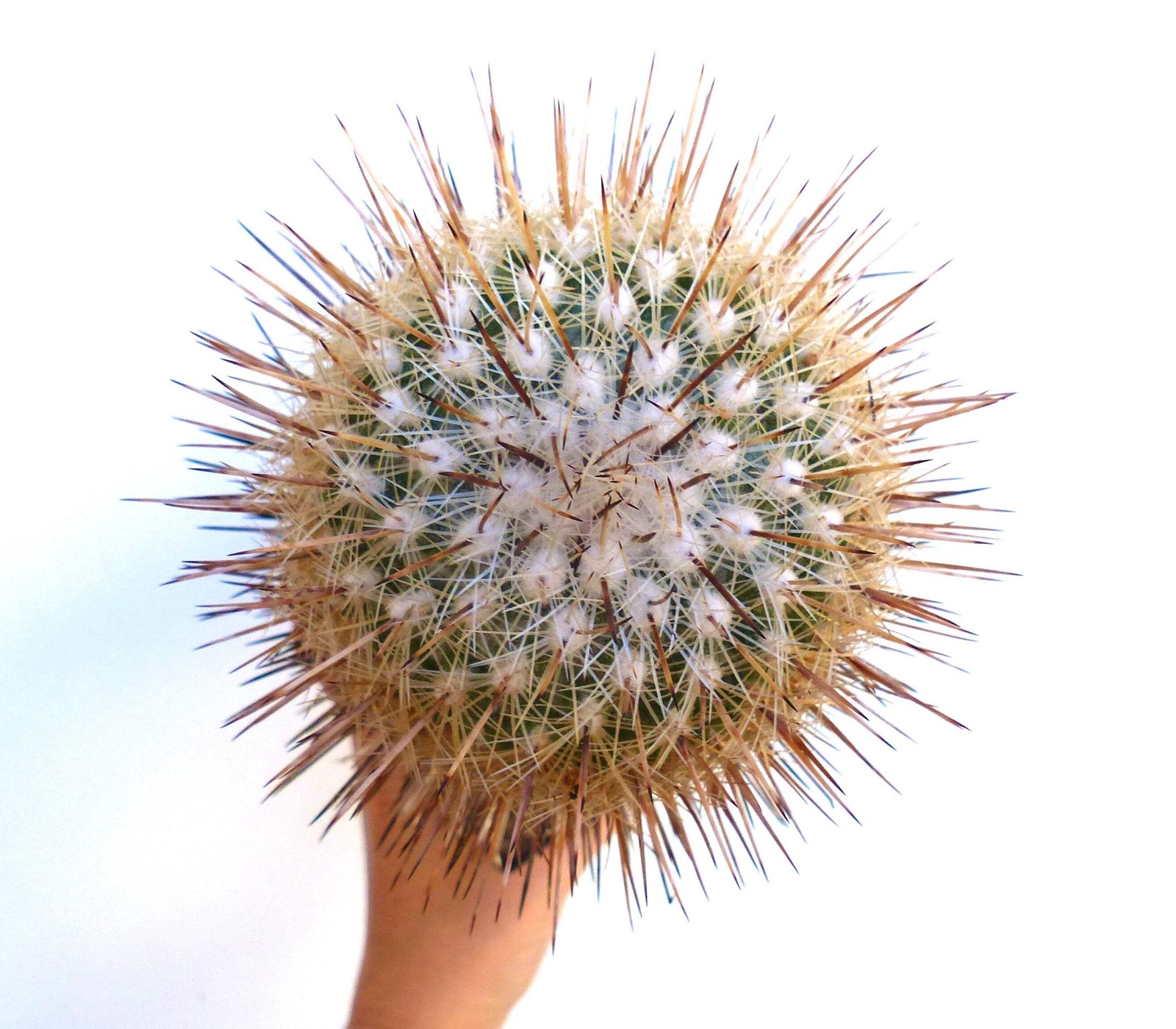 Thelocactus conothelos 10 SEEDS – Rare Cactus SEEDS
