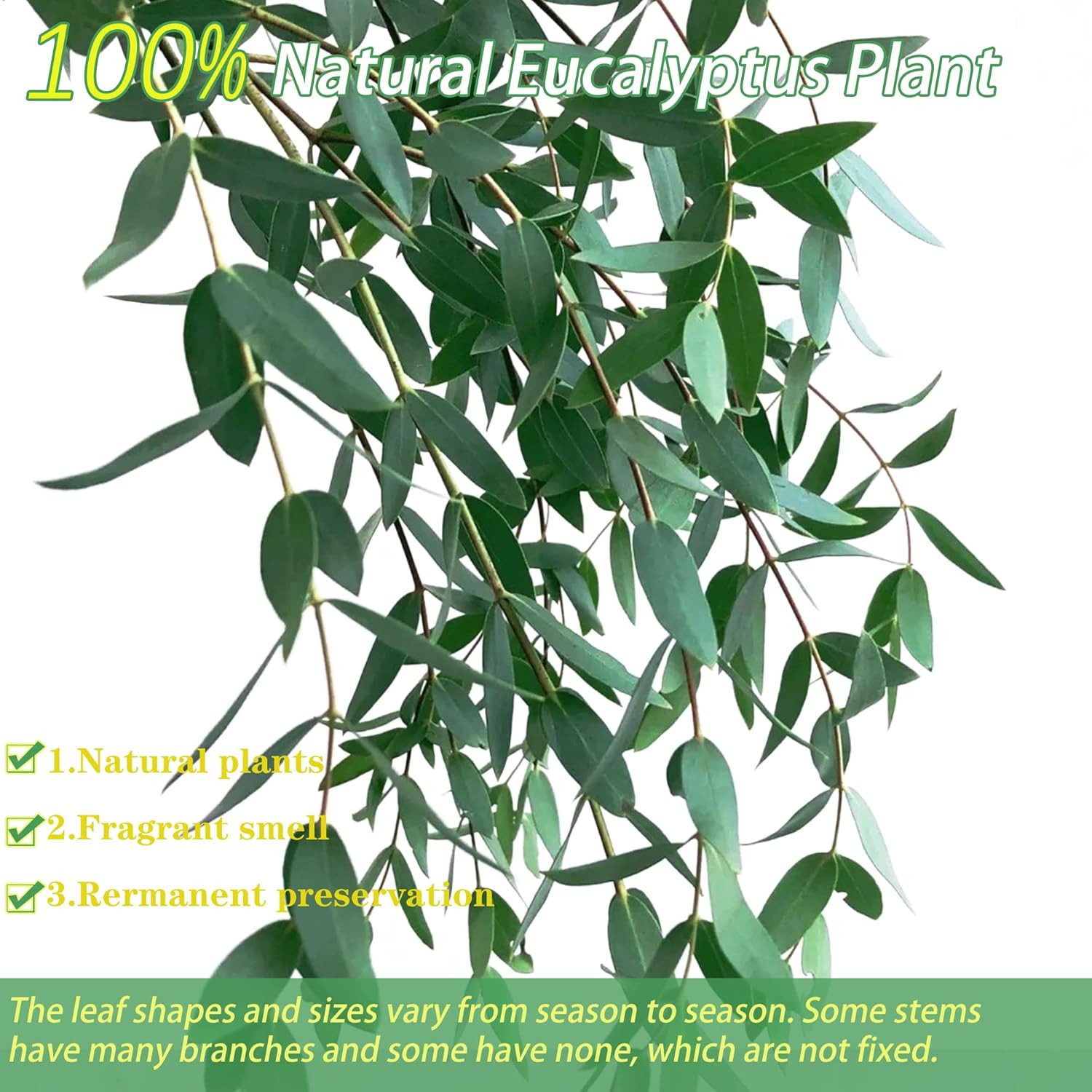 40+ Dried Eucalyptus Stems Real for Shower 15-25 PCS 17” 8OZ Preserved Fresh…