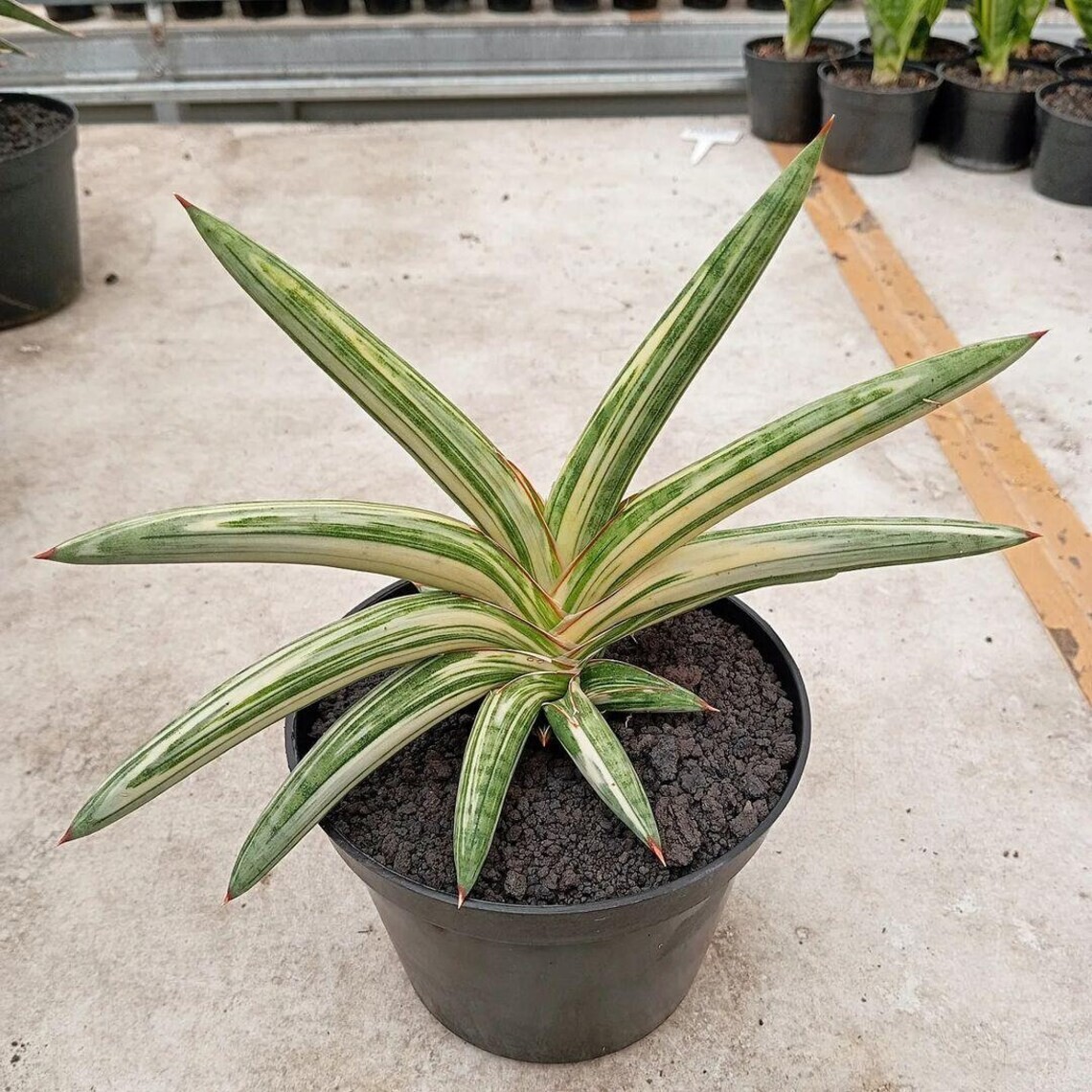 Sansevieria Blue Clone Variegated Big Size High Quality Rare Uniqe Snake Plant