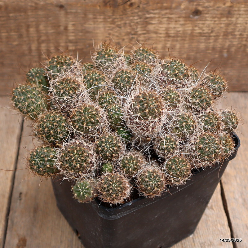 A2708 LOBIVIA WRIGHTIANA pot14-H11-W20 cm MaMa Cactus