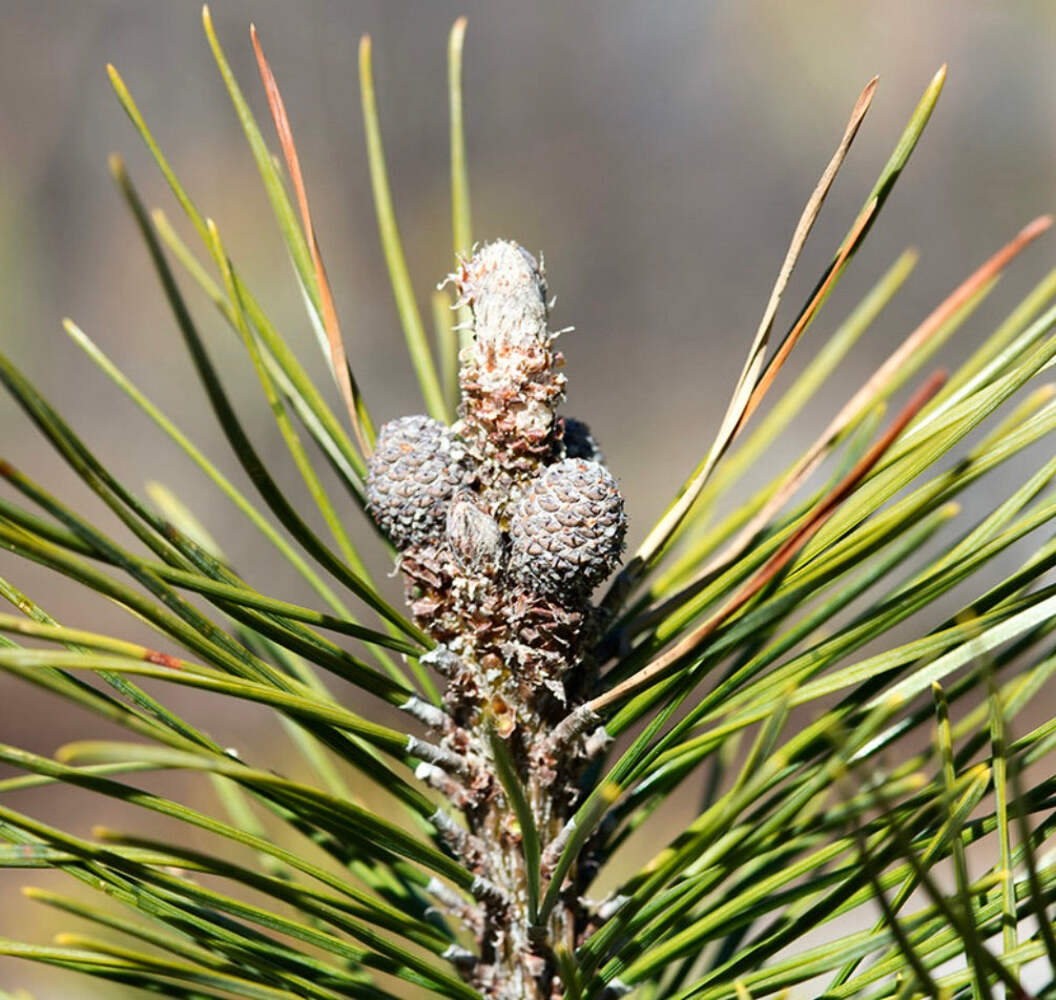 Pinus mugo 10-20cm | Mountain Pine | Dwarf Mountain Pine – Mountain Pine | Dwarf