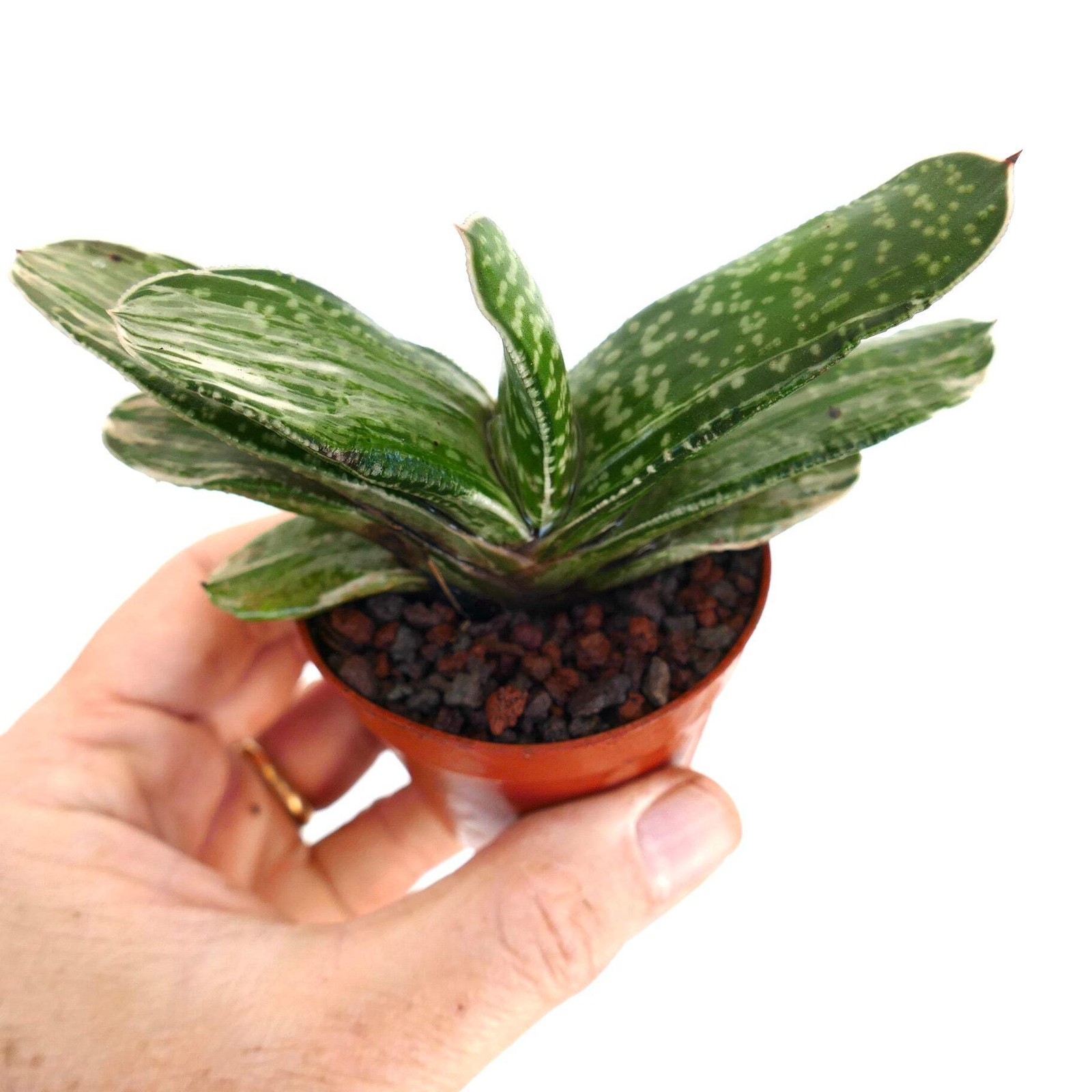 Gasteria Ariso-no-Matsu x Gasteria carinata – Gasteria | Ox-tongue