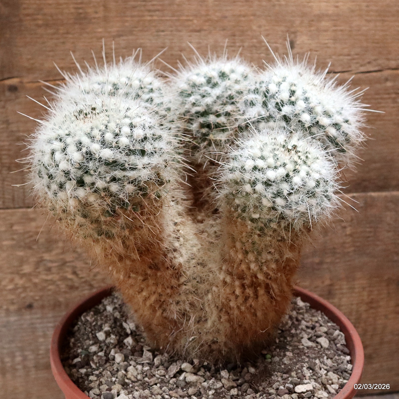 D7929 MAMMILLARIA NEJAPENSIS pot22-H24-W23 cm MaMa Cactus