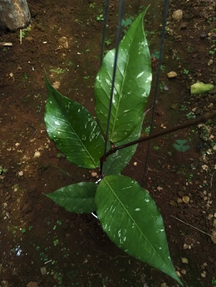 Hoya Sp Aceh Rikit Musara Rare Tropical Wax Plant