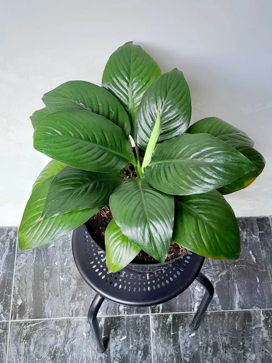 Sphatypillum Sensation Manaloa Real Picture Large Size Green Beauty