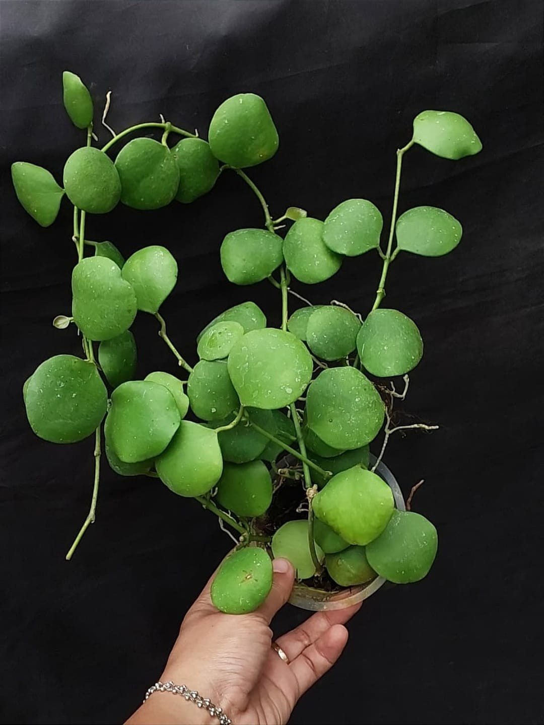 New Hoya kastbergii rare hoya house plant