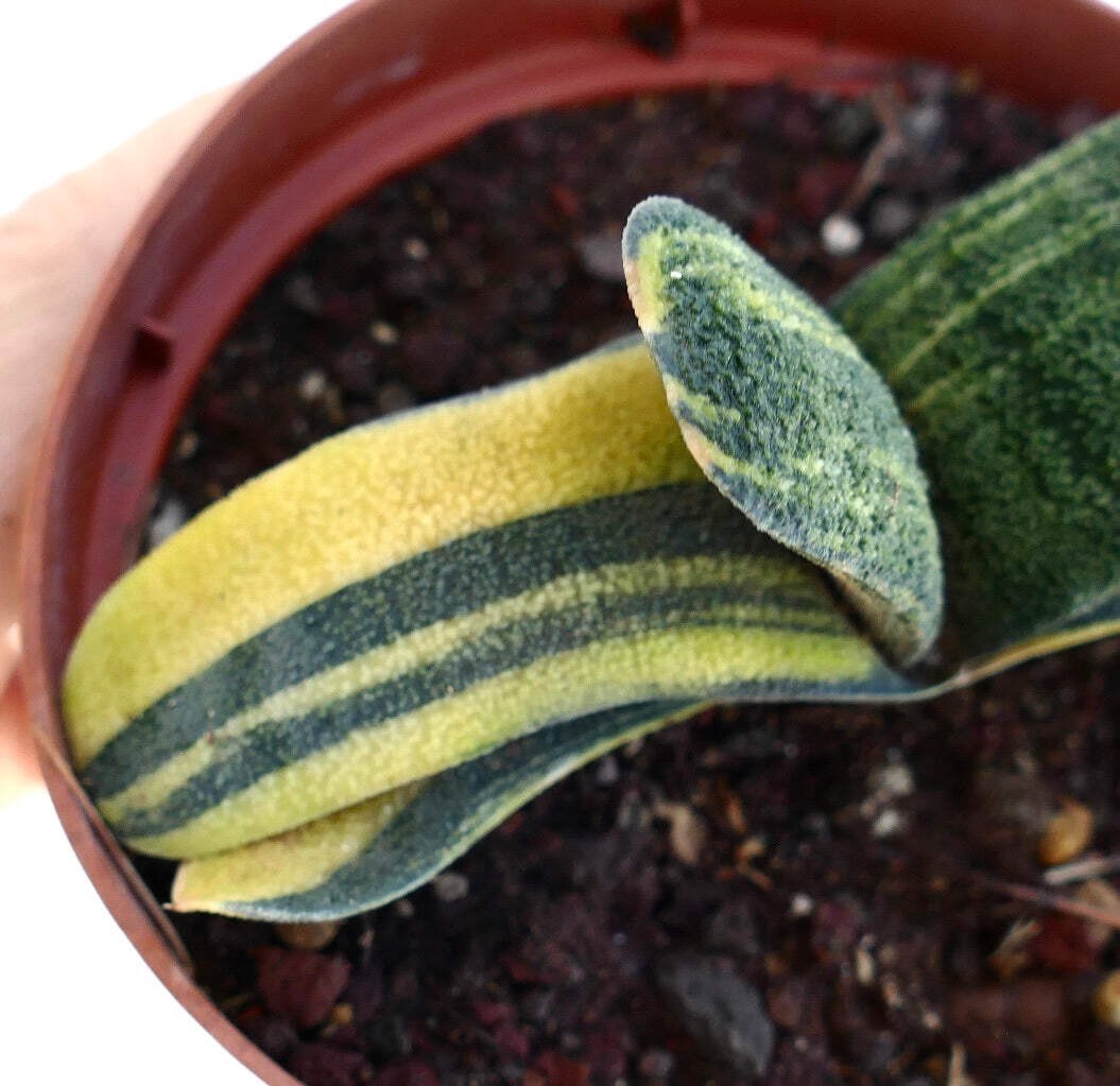 Gasteria batesiana VARIEGATED – Knoppies gasteria | Bates’ gasteria