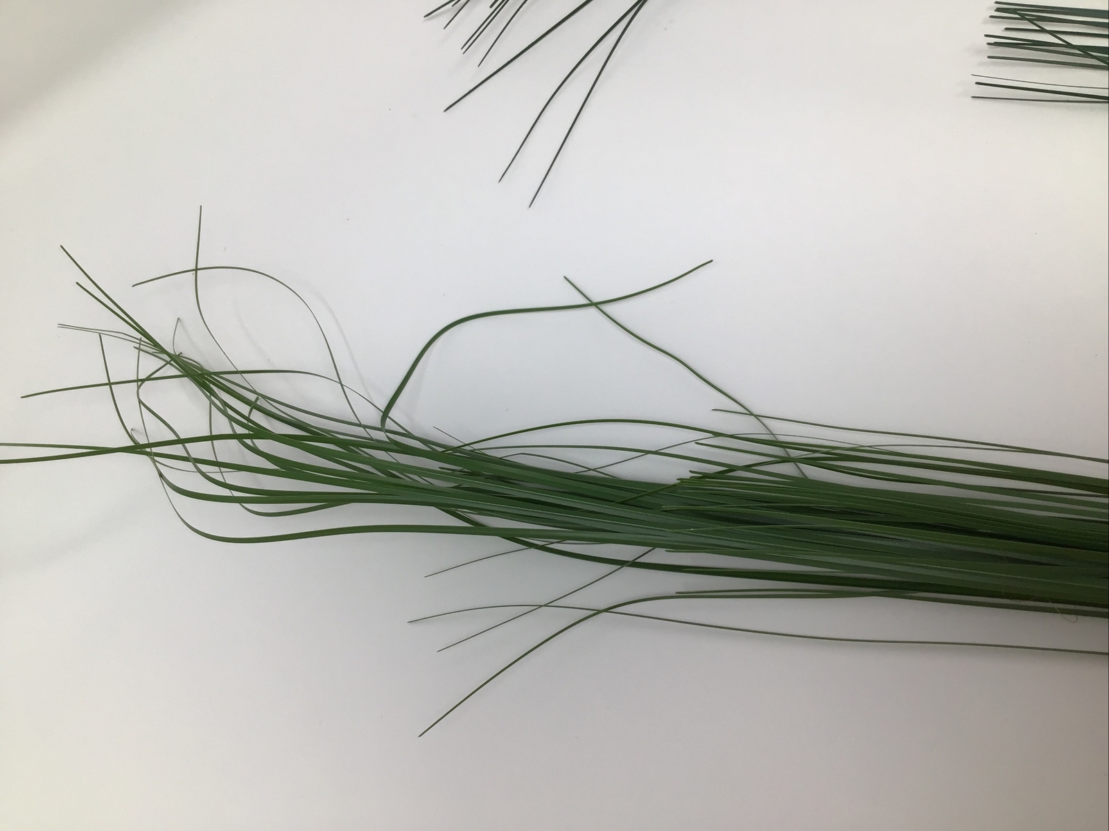 Onion Grass Floral Pick 34” Vase Basket Filler 2 Picks Vintage