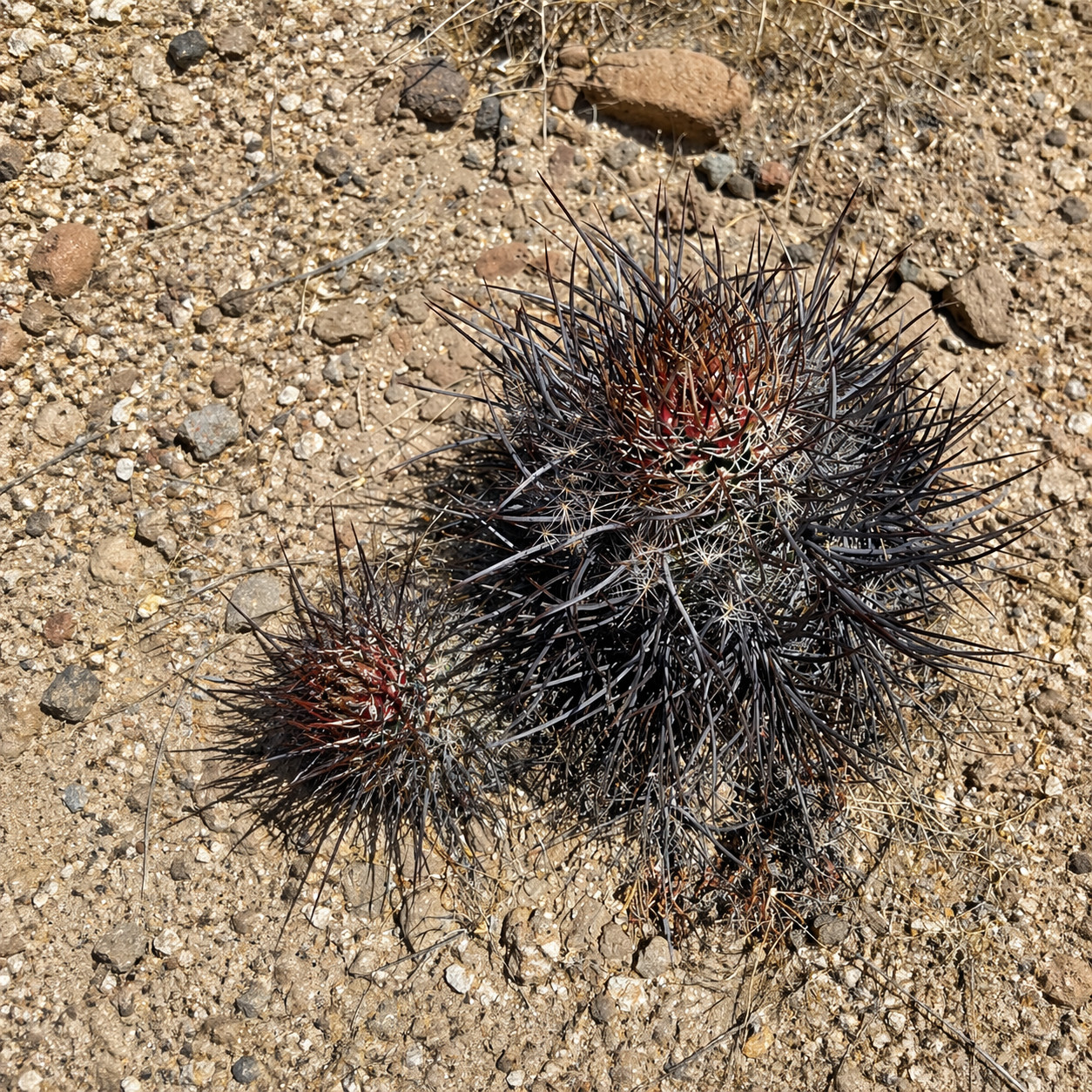 Echinocereus lindsayorum SEEDS – Rare Cactus SEEDS