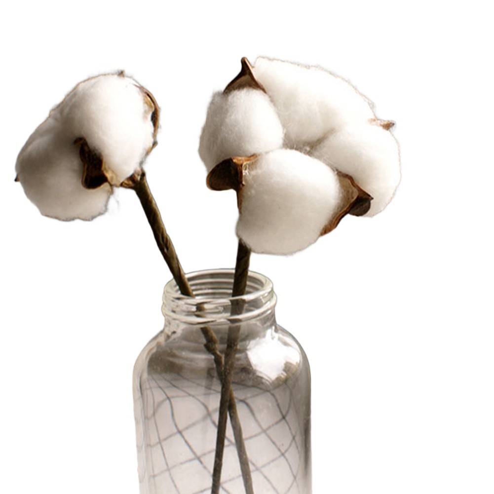 White Dried Cotton Flower Stems Natural for Wedding and Home Photography