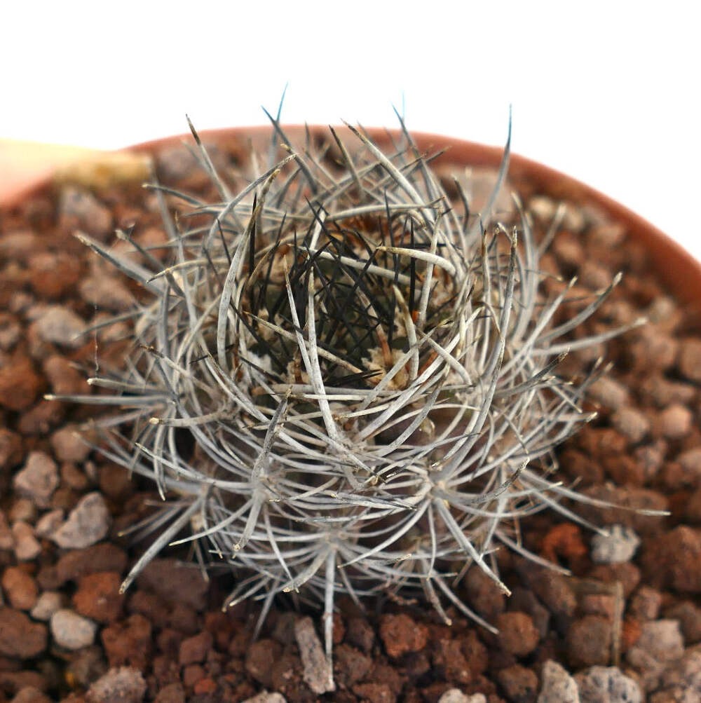 Neoporteria confinis – Neoporteria cactus | Confinis cactus