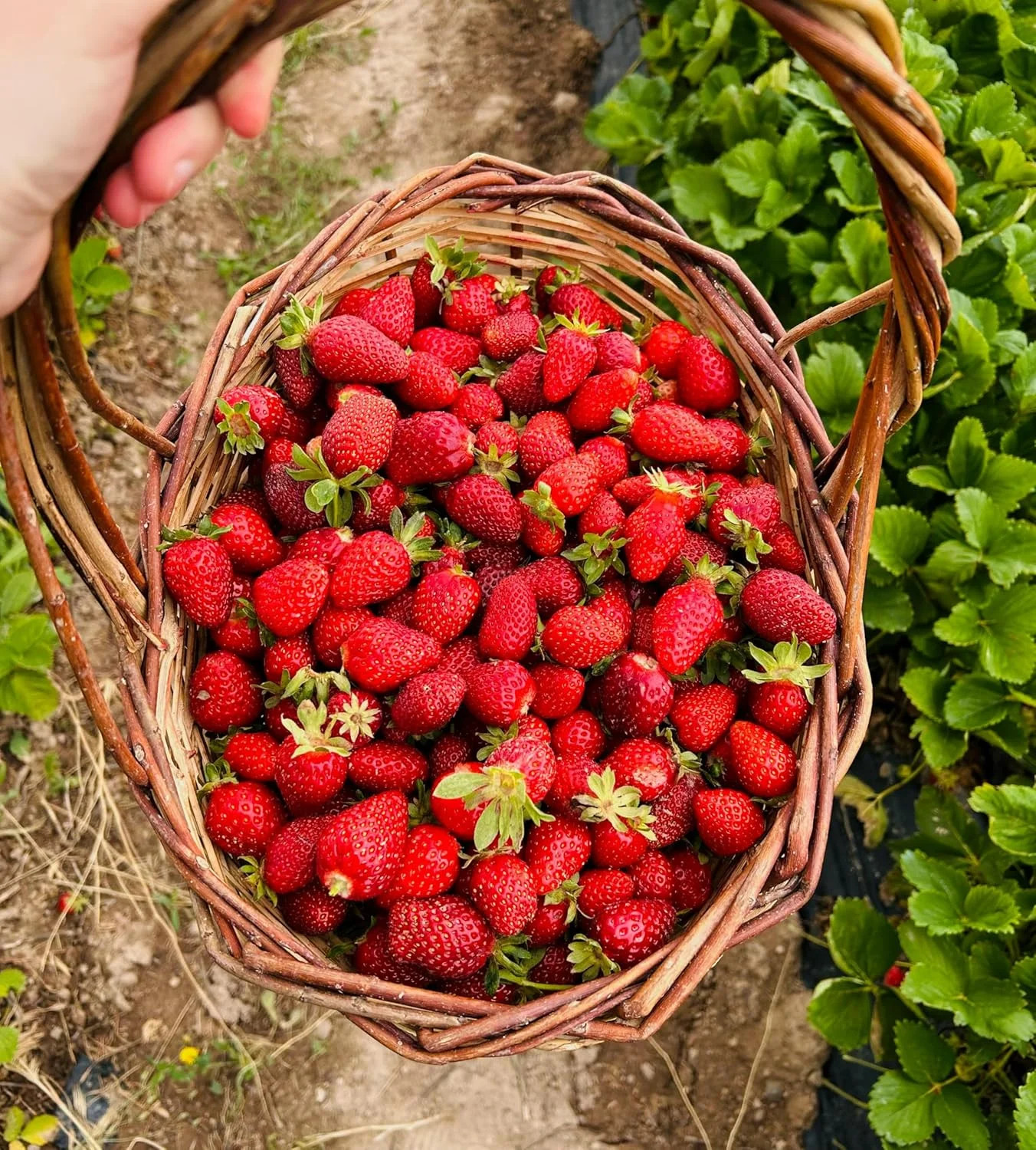 Cream Strawberry Seeds for Planting (Akihime Variety), 2000+ Heirloom Non-GMO Se