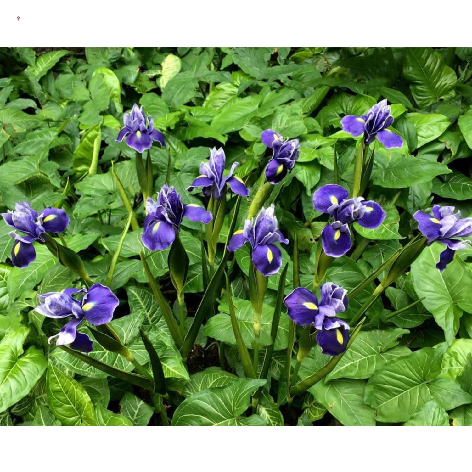 4pc Artificial Iris Flower Silk Flower,Flower Bouquet,Long Stem 18″ Fake Irel…