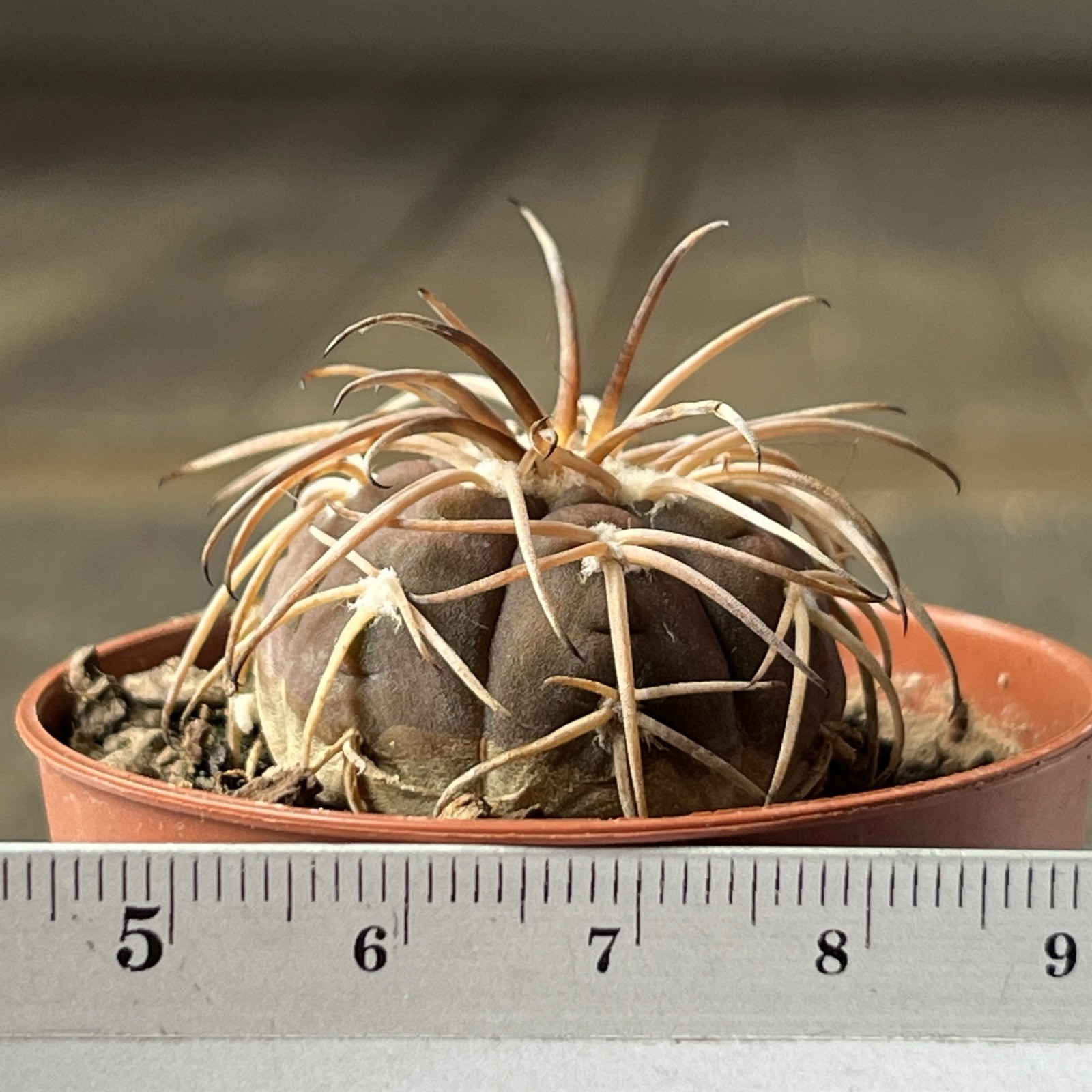 A12-1243.G.spegazzinii, bright powerful thorns, own root