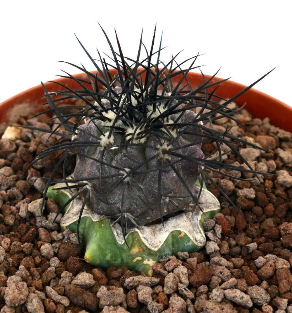 Copiapoa griseoviolace VERY STRONG SPINES GRAFTED – Gray Copiapoa | Purple Copia