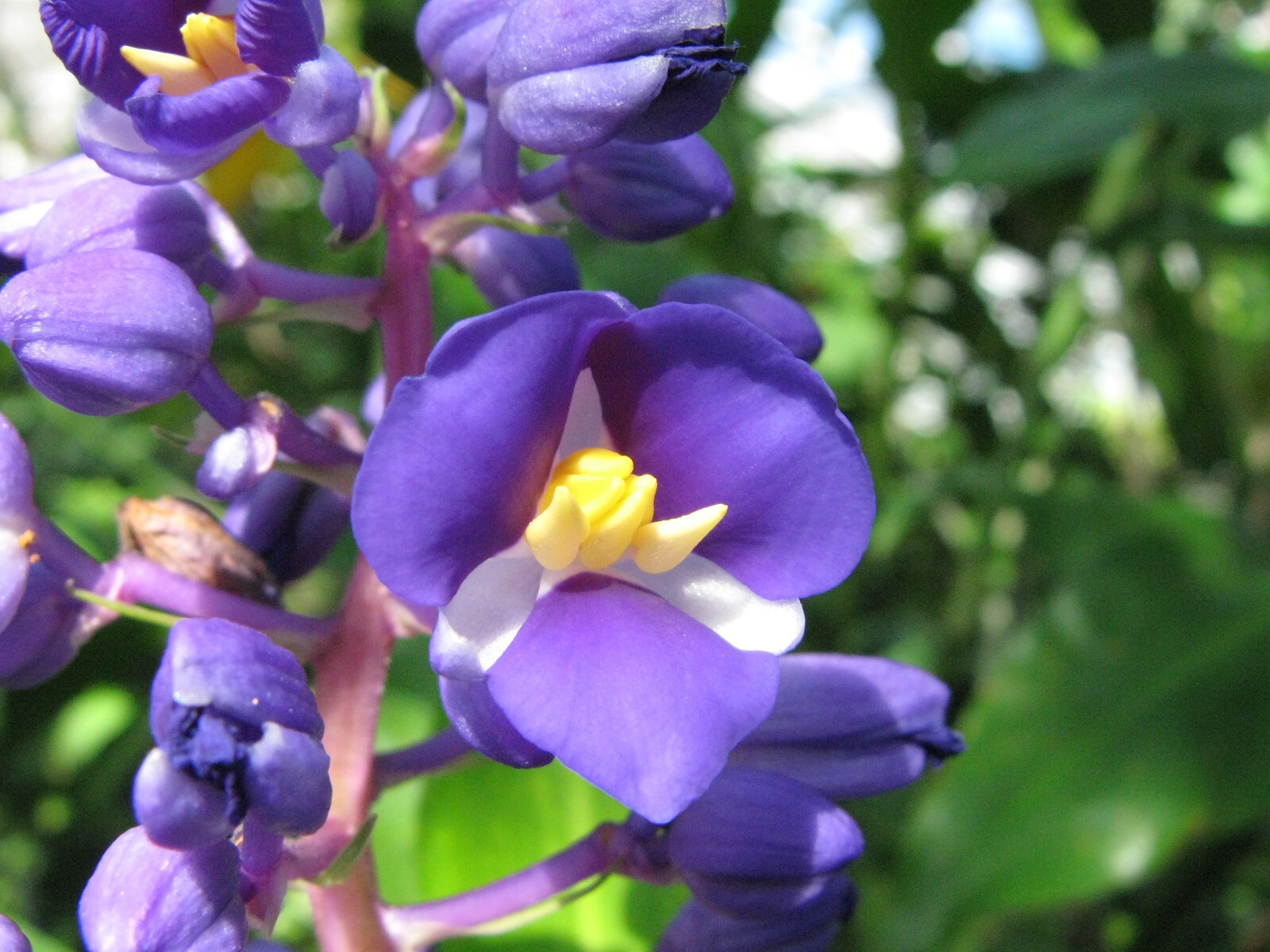 2 Hawaiian Blue (polu) Dichorisandra Thyrsiflora Ginger Plant Roots