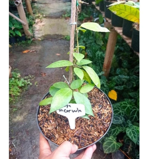 Real Picture Hoya Incurvula Sp Sulawesi Rare Plant