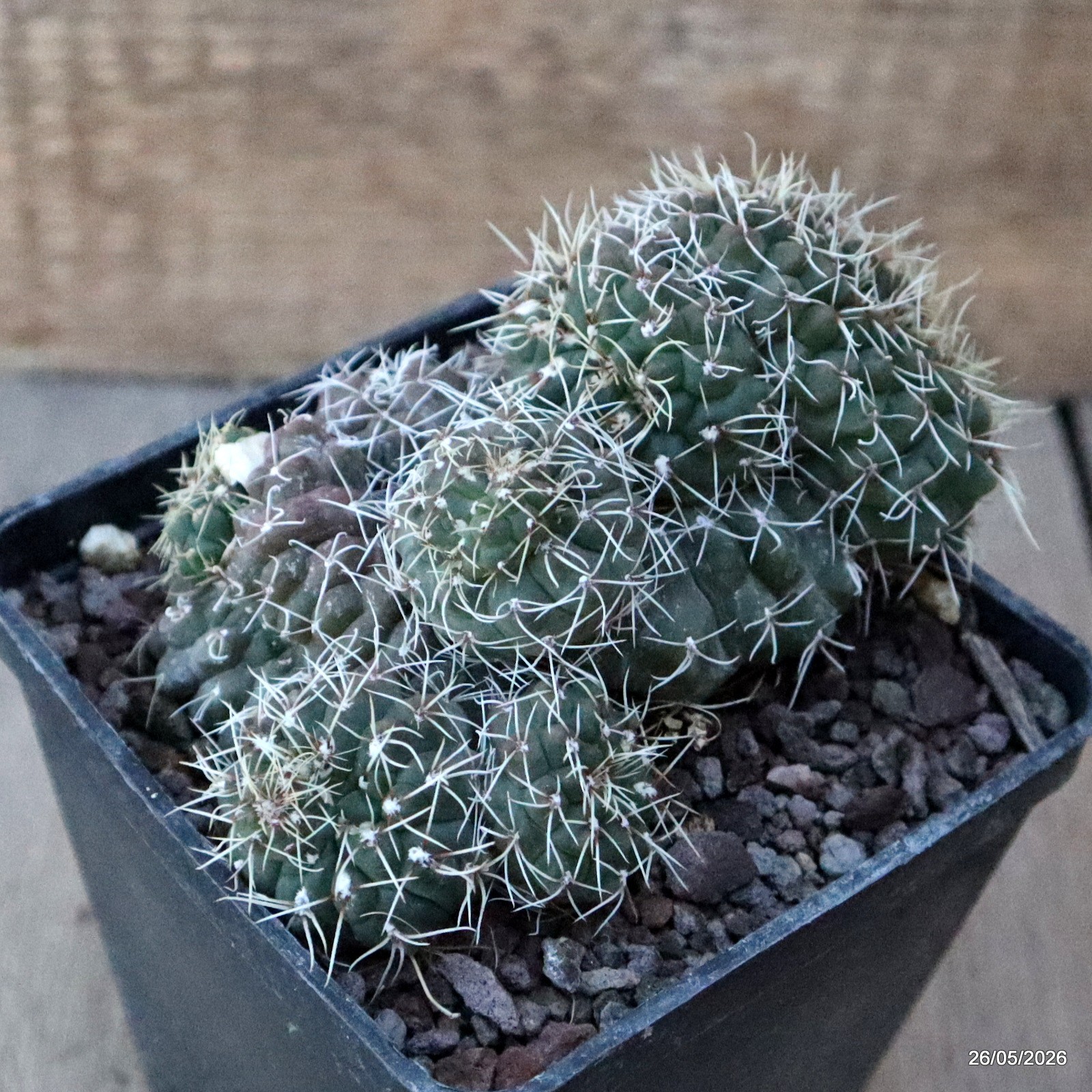 D5661 GYMNOCALYCIUM BALDIANUM CRESTED MONSTER pot10-H7,5-W12 cm MaMa Cactus