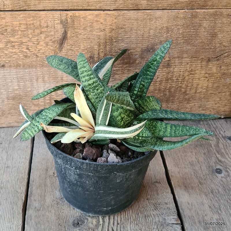 D5621 GASTERIA BATESIANA VARIEGATED pot18-H17-W32 cm MaMa Cactus