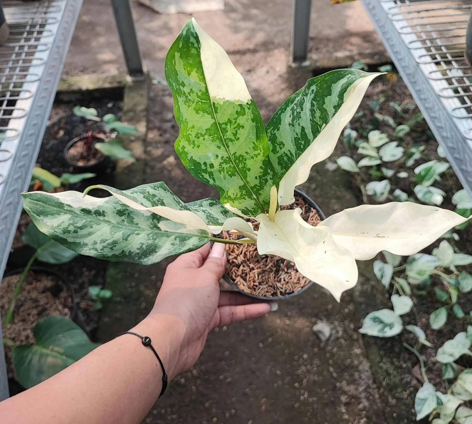 Aglaonema Comutatum Variegated Rare Plant
