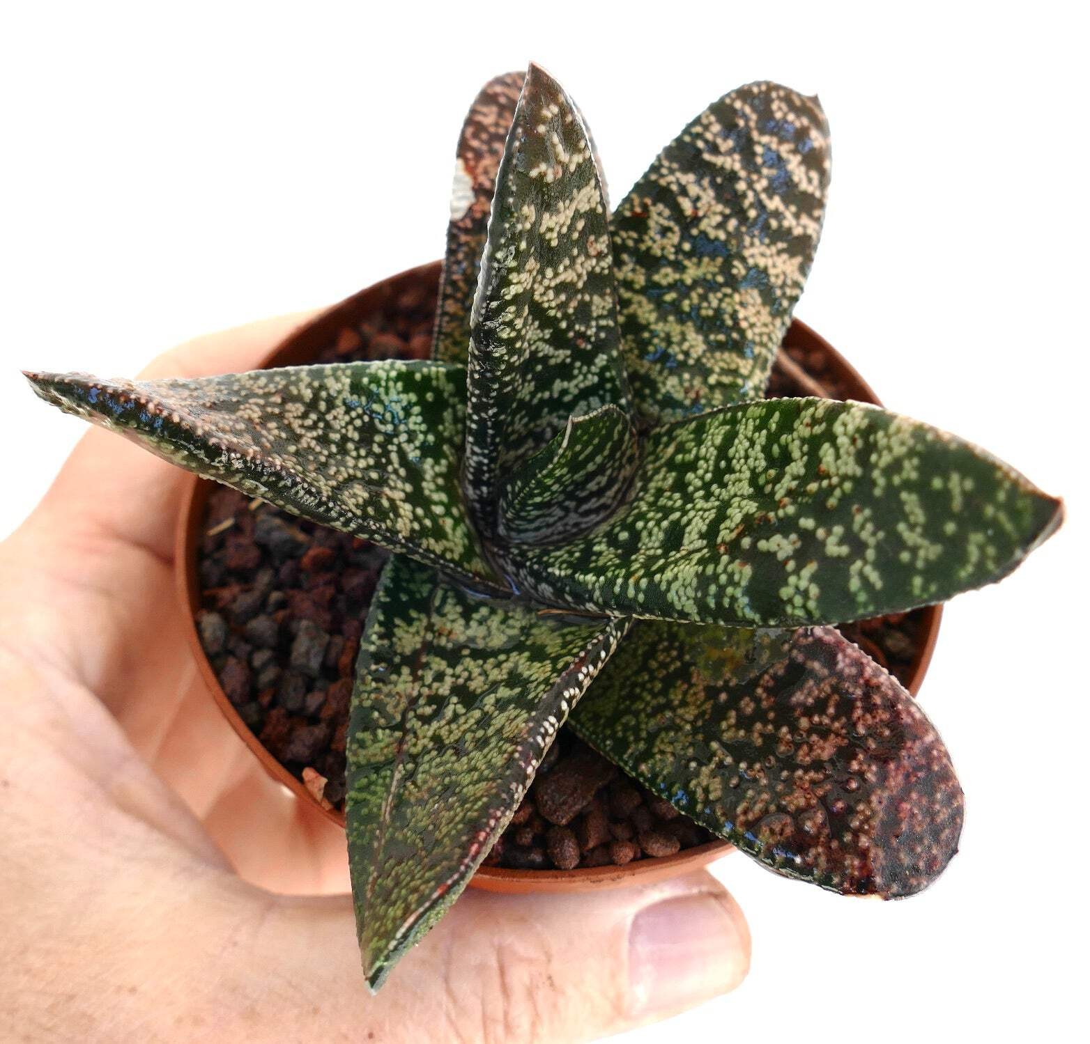 Gasteria batesiana SELECTED – Knoppies gasteria | Bates’ gasteria