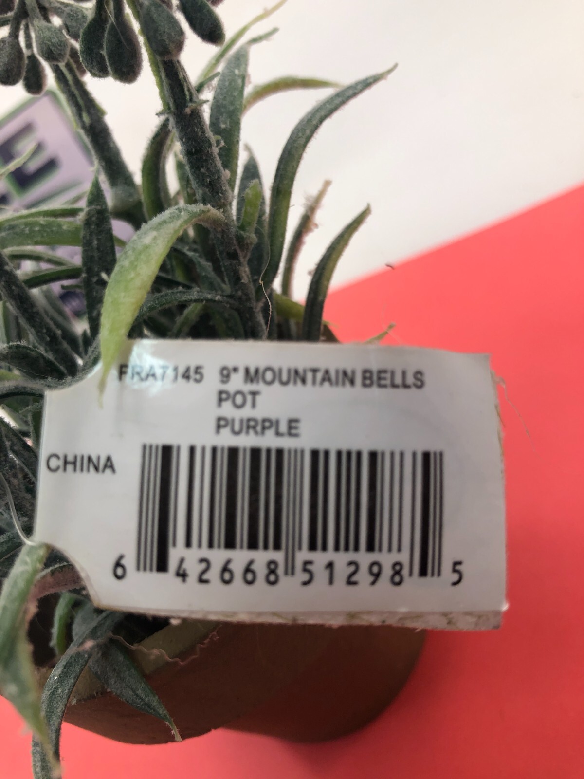 CWI Collection 9″ Purple Mountain Bells flowers in a pot