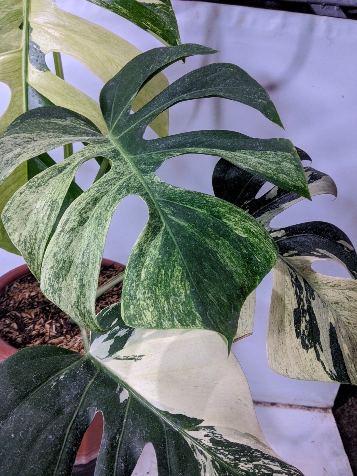Monstera Jungle Mint Variegated Real Picture Super Beauty