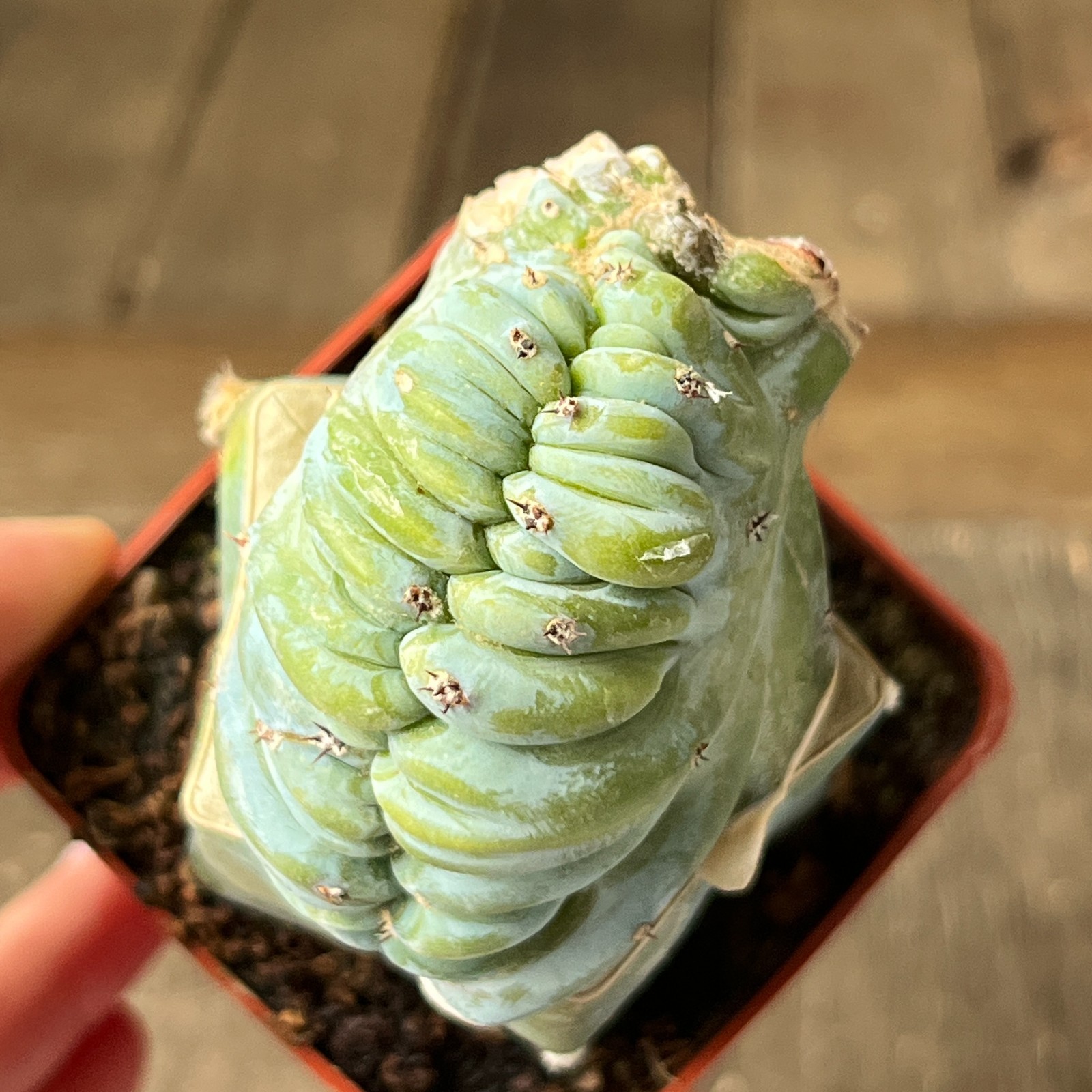 A17-875 Myrtillocactus geometrizanz f. cristata, grafted