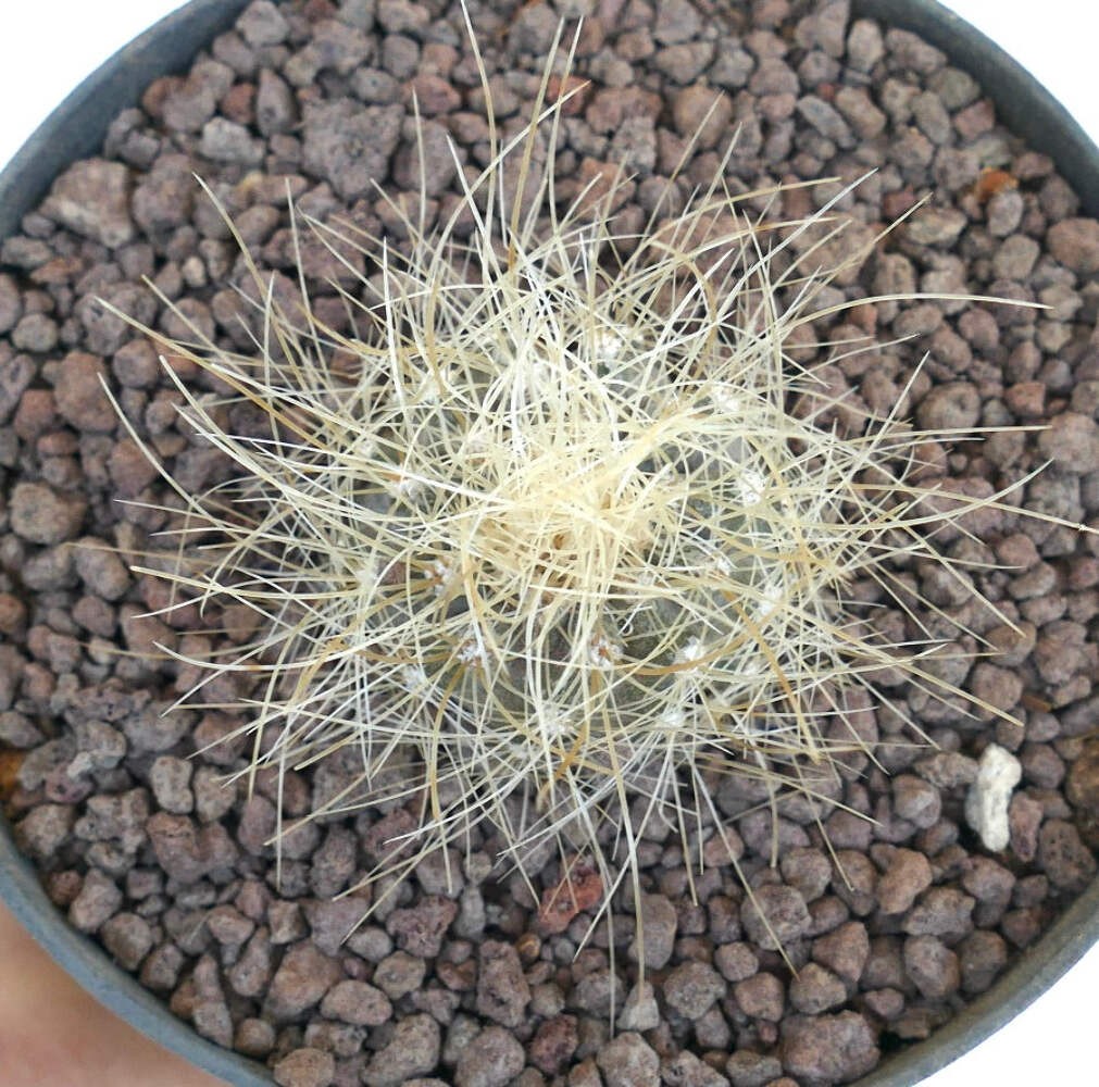 Copiapoa krainziana C310-G839 – no cinerea dealbata