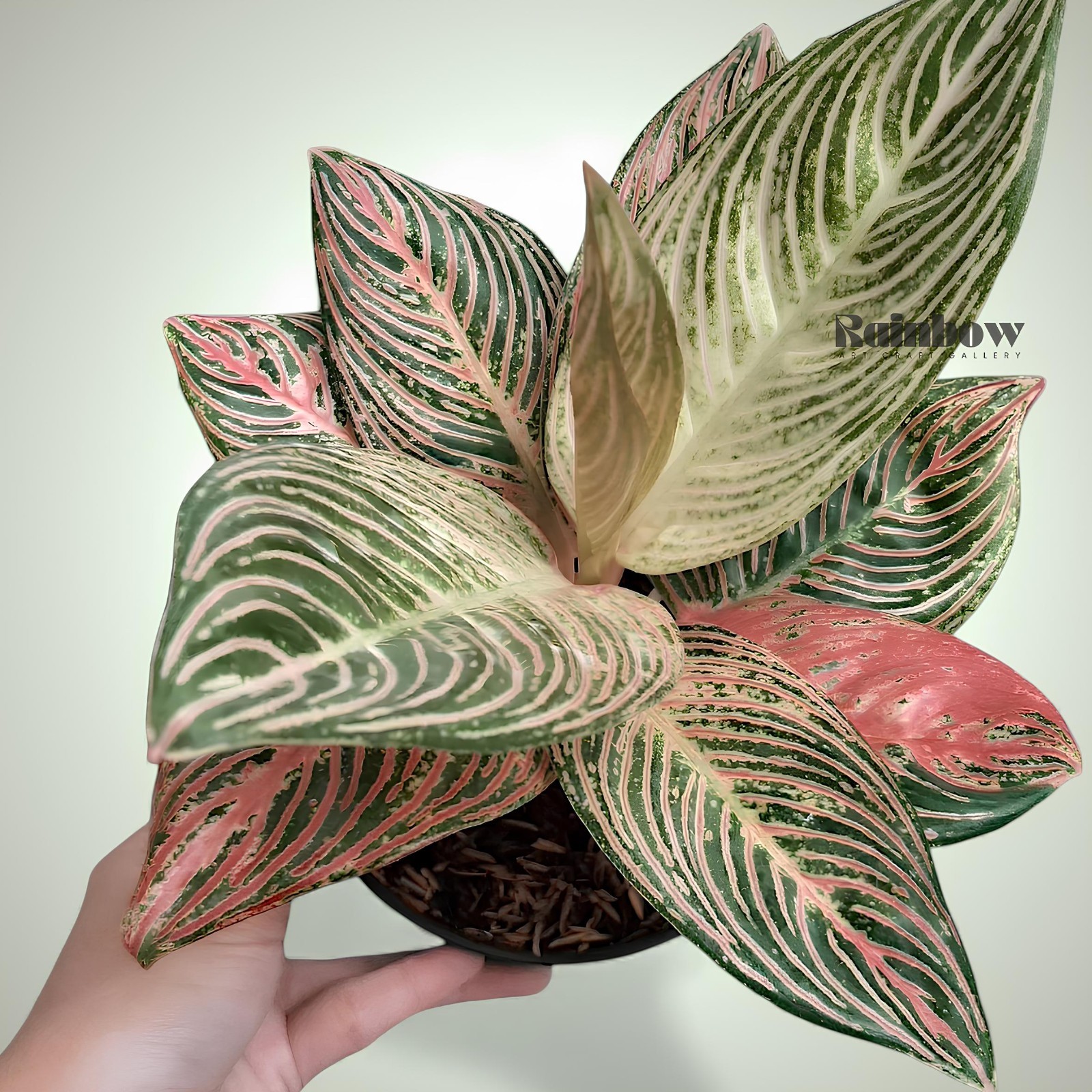 Aglaonema Golden Hope Beatiful Ornamental Plant