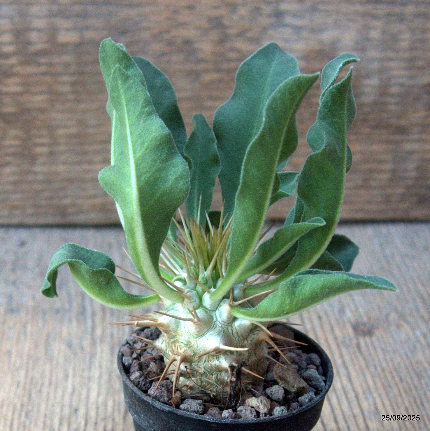 D6649 PACHYPODIUM NAMAQUANUM pot5,5-H4,5-W3,5 cm MaMa Cactus