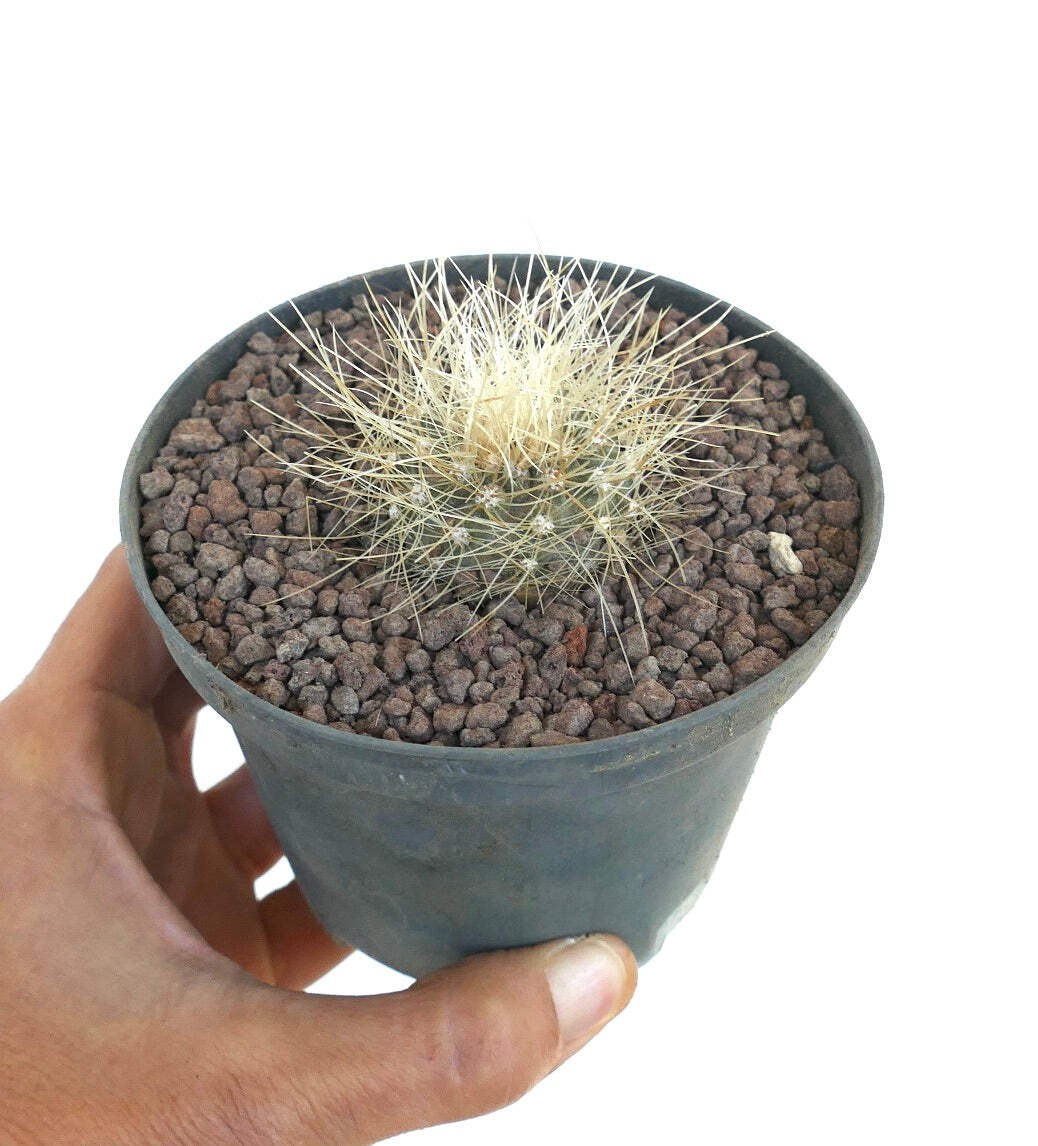 Copiapoa krainziana C310-G839 – no cinerea dealbata