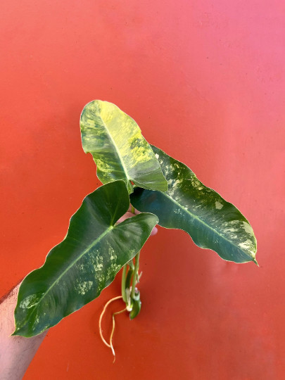 Variegated Burle Marx Philodendron Cutting | Air Roots w/ Nodes | House Plant