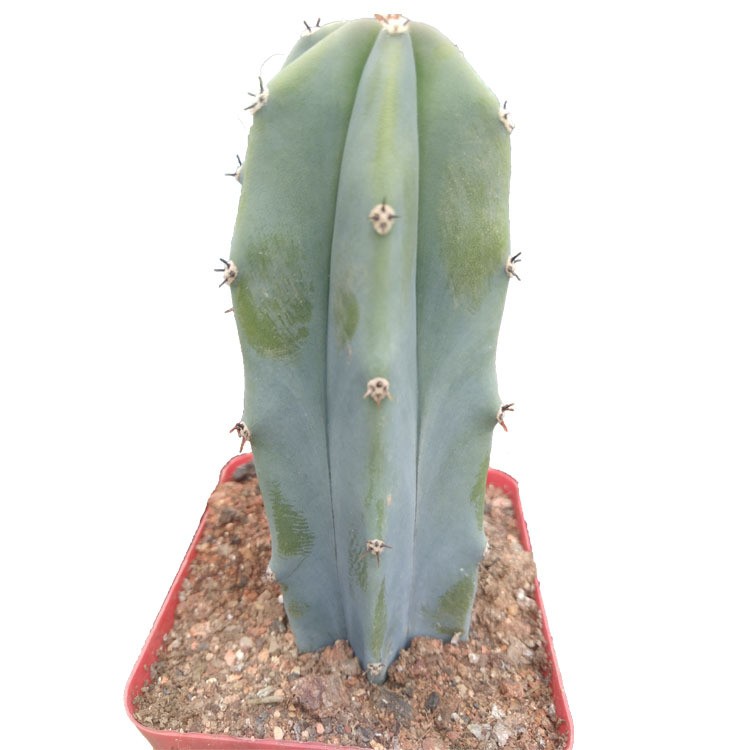Myrtillocactus Geometrizans Cactus Succulent Plants Variegated Plants USA
