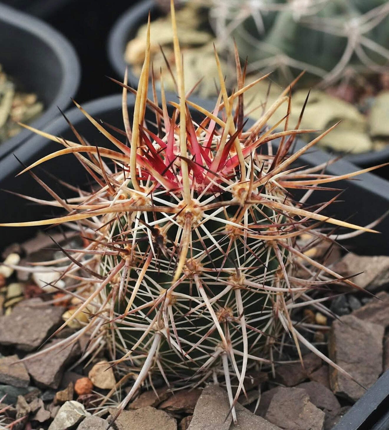 Echinocereus ferreirianus SEEDS – Rare Cactus SEEDS