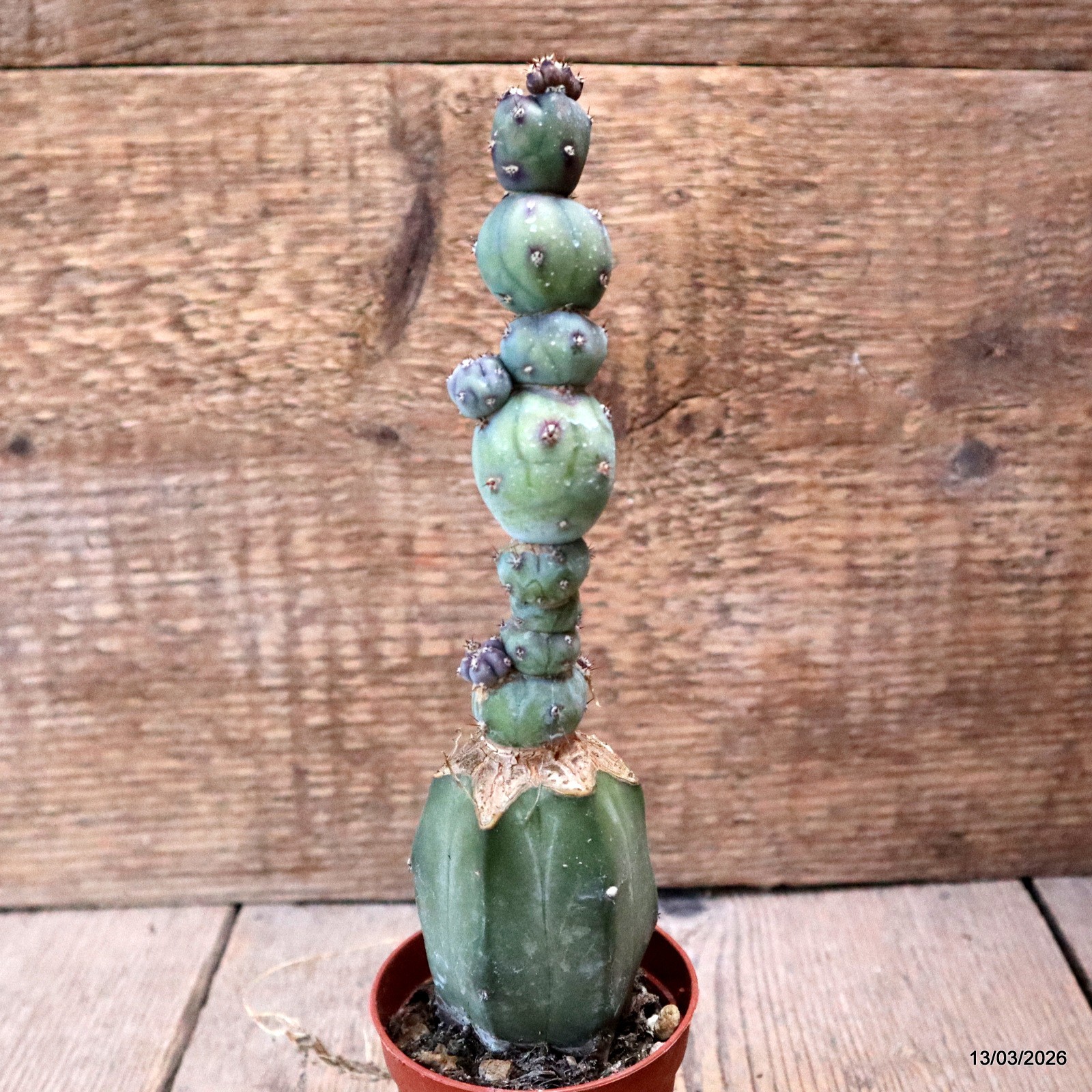 D7991 MYRTILLOCACTUS GEOMETRIZANS STACKER MONSTER GRAFT. pot6,5-H19-W5 cm MaMa