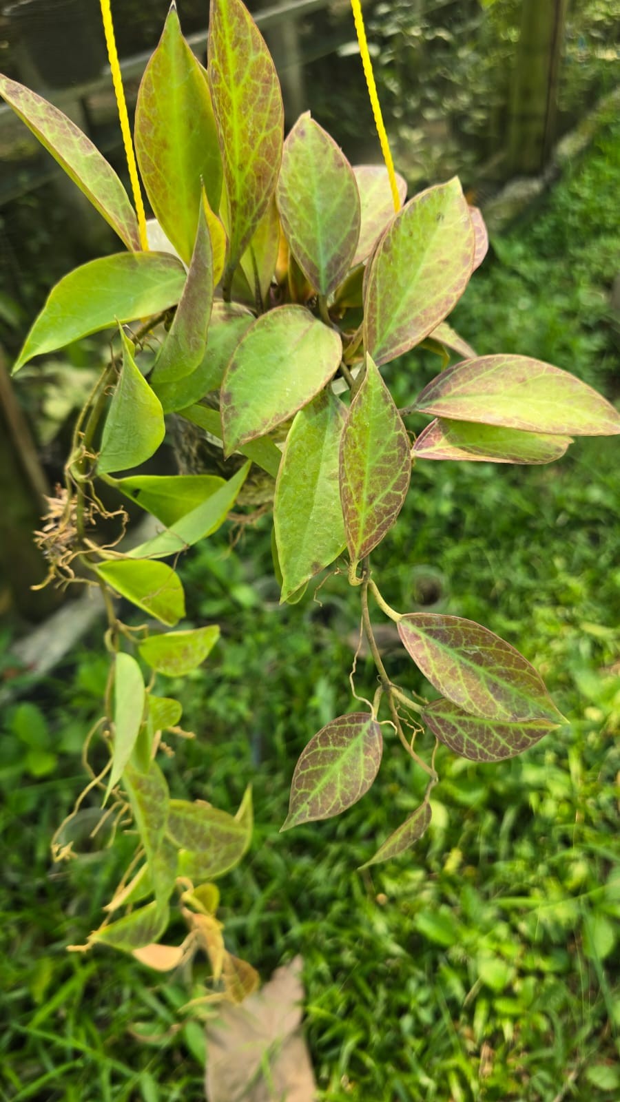 Real Pict Hoya sunrise red Broad Leaves Lush Plant