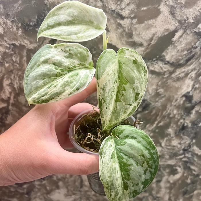 scindapsus peasun, Rare Variegated, Real Picture, Aroid Houseplant