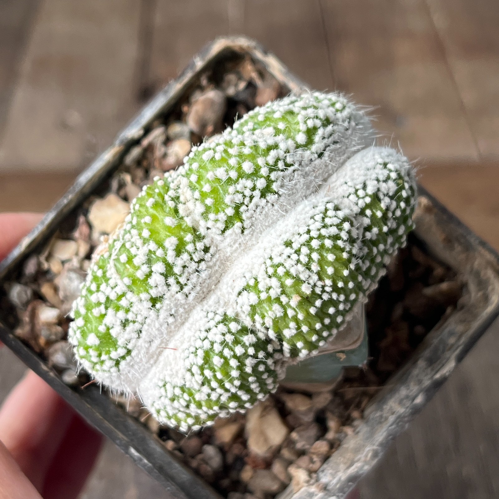 A30-174 Nototcactus scopa f. brevispina – cristata (grafted to myrtillocactus)