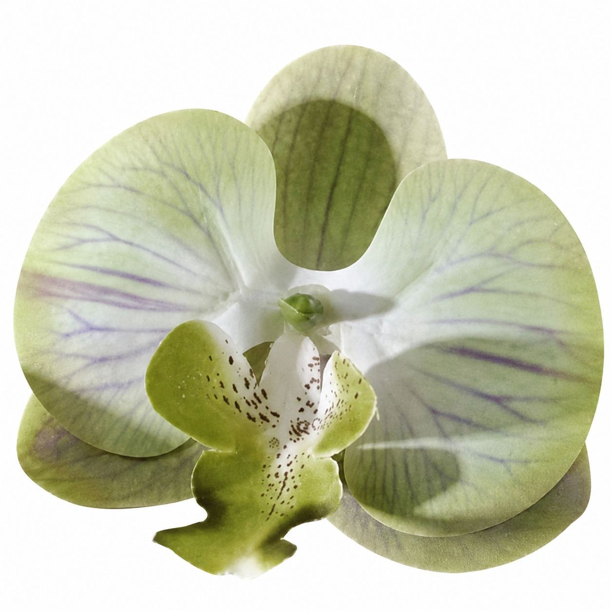 Jade Green Real Touch Orchid Heads Set of 2, 3.5 Inch Phalaenopsis Blooms for Co