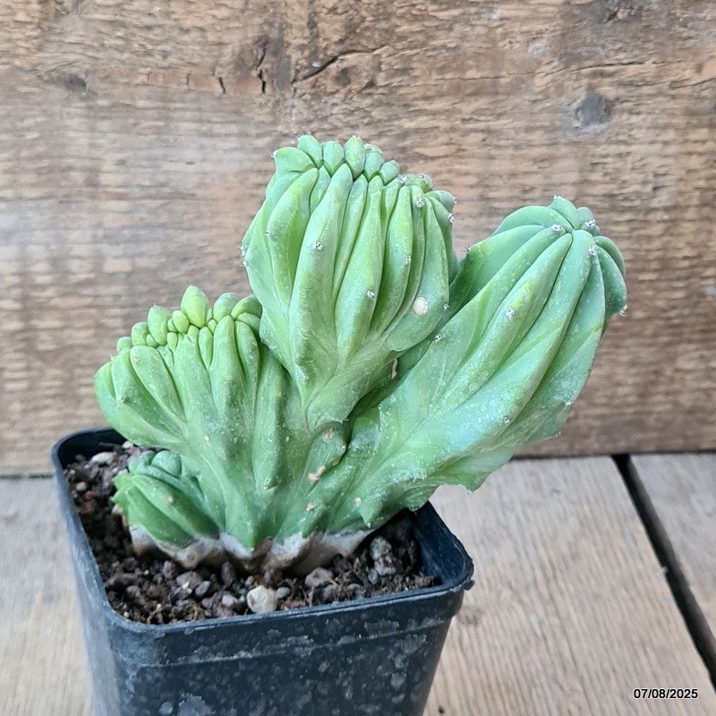 D5753 MYRTILLOCACTUS GEOMETRIZANS CRESTED pot8-H11-W12 cm MaMa Cactus