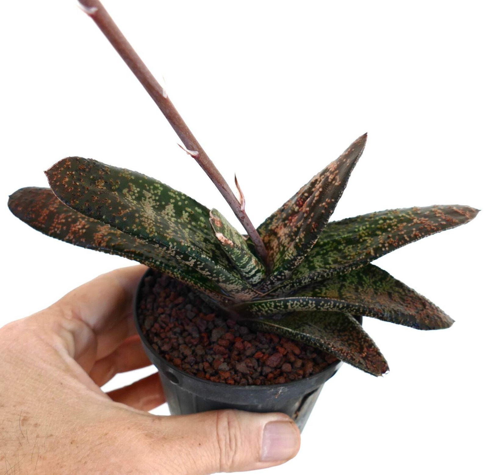 Gasteria batesiana (Limpopo clone) EX SPECKS – Cow tongue plant | Lawyer’s tongu