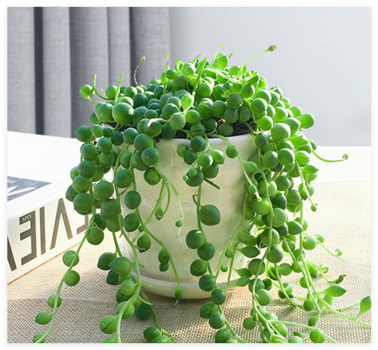 Live Succulent String of Pearls Live Plant Fully Rooted in 4″ Pot with Soil