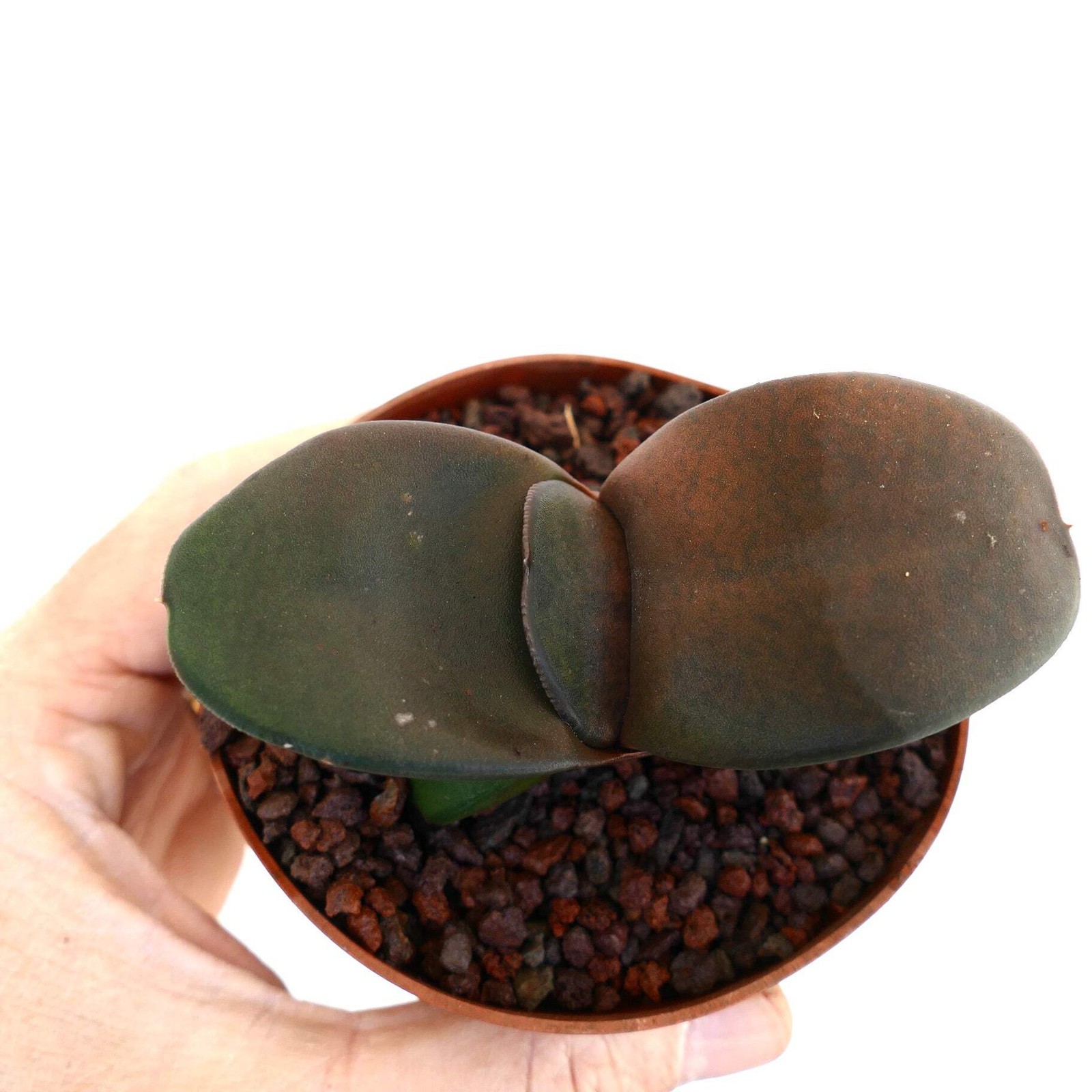 Gasteria pillansii cv 滑らか肌 GIANT LEAVES – Namaqua gasteria | Pillans’ gasteria